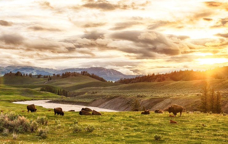 American bison grazing in Yellowstone Park at Sunset