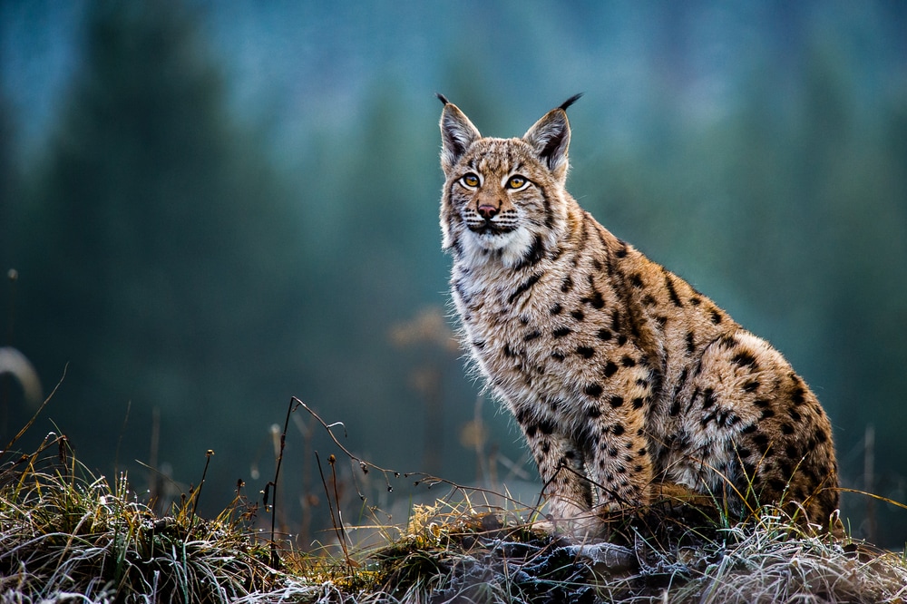 Image of a bobcat, also known as a lynx